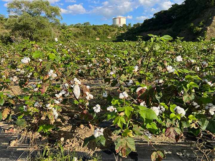 綿花畑白い棉が一面に開き始めました。