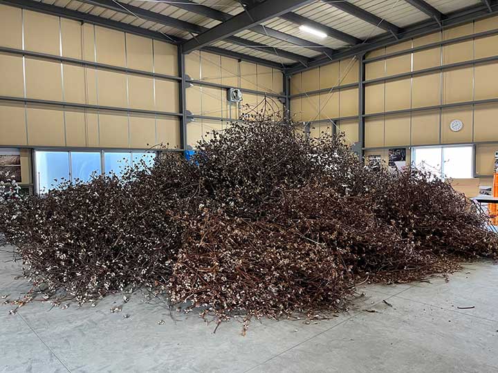 ワタの枝、今度は紙の材料に