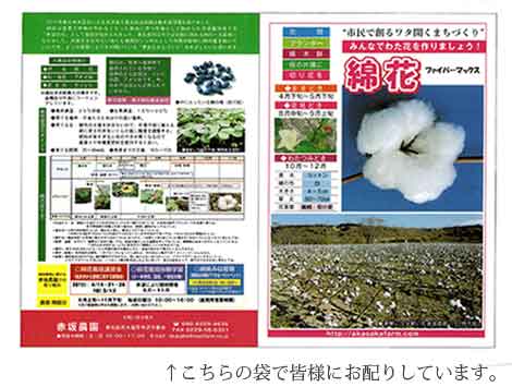 綿花の種