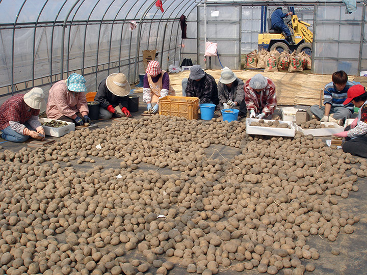 ジャガイモの芋切作業が始まりました。
