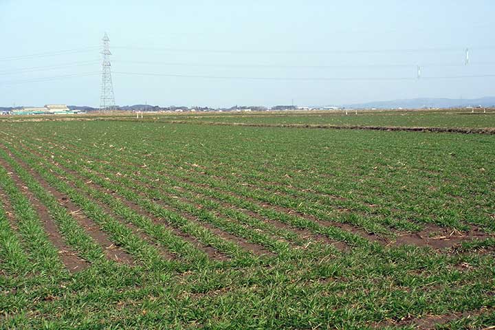 本格的な春の到来です。